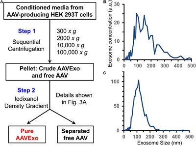 AAV-Containing Exosomes as a Novel Vector for Improved Gene Delivery to Lung Cancer Cells